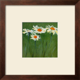 Buy White Daisies at AllPosters.com