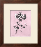Buy Dussurgey Amaryllis on Pink at AllPosters.com