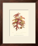 Buy Scarlet Oak at AllPosters.com
