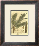 Antique Weymouth Pine Tree
