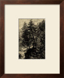 Buy Larch Tree at AllPosters.com