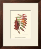 Buy Smooth Sumac at AllPosters.com
