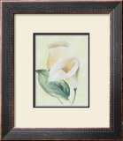 Buy Calla Lily I at AllPosters.com