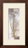 Buy Iris at AllPosters.com
