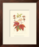 Buy Red Maple at AllPosters.com
