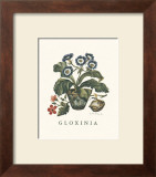 Buy Gloxinia at AllPosters.com