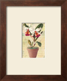 Potted Cattleya