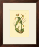 Buy Orchids IV at AllPosters.com
