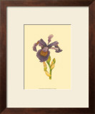 Buy Iris Bloom III at AllPosters.com