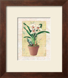 Buy Potted Cymbidium at AllPosters.com