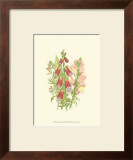 Buy Summer Garden VIII at AllPosters.com
