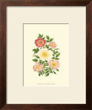 Buy Summer Garden IV at AllPosters.com