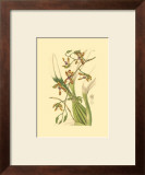 Buy Orchids III at AllPosters.com