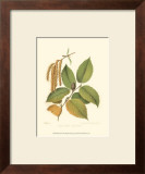 Buy Black Birch at AllPosters.com
