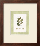 Buy Starfish Botanical IV at AllPosters.com