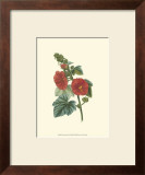 Buy Crimson Beauty II at AllPosters.com