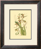 Buy Orchids III at AllPosters.com