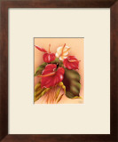 Buy Red and White Anthuriums at AllPosters.com