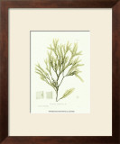 Buy Seaweed I at AllPosters.com