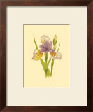 Iris Bloom VII