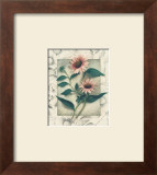 Buy Echinacea at AllPosters.com