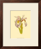 Buy Iris Bloom I at AllPosters.com