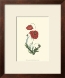 Buy Crimson Beauty IV at AllPosters.com