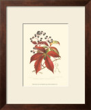 Buy Virginian Creeper at AllPosters.com