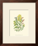 Buy Summer Garden XII at AllPosters.com