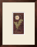 Buy African Daisy II at AllPosters.com