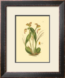 Buy Orchids IV at AllPosters.com
