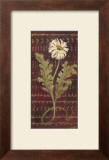 Buy African Daisy I at AllPosters.com