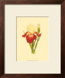 Buy Iris Bloom VIII at AllPosters.com