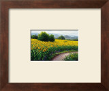 Field of Sunflowers
