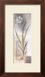 Buy Lilium at AllPosters.com
