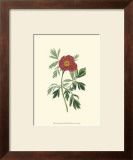 Buy Crimson Beauty III at AllPosters.com