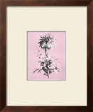 Buy Dussurgey Imperiale on Pink at AllPosters.com