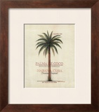 Palma de Coco