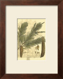 Antique Weymouth Pine Tree