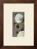 Hortensia Ideal I