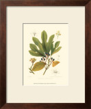 Buy Sassafras at AllPosters.com
