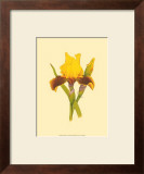 Buy Iris Bloom IV at AllPosters.com