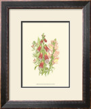 Buy Summer Garden VIII at AllPosters.com