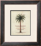 Palma de Coco
