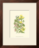 Buy Summer Garden XI at AllPosters.com