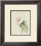 Buy Calla Lily II at AllPosters.com