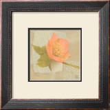 Hellebore I