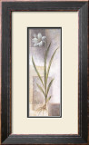 Buy Lilium at AllPosters.com