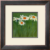 Buy White Daisies at AllPosters.com