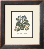 Buy Gloxinia at AllPosters.com